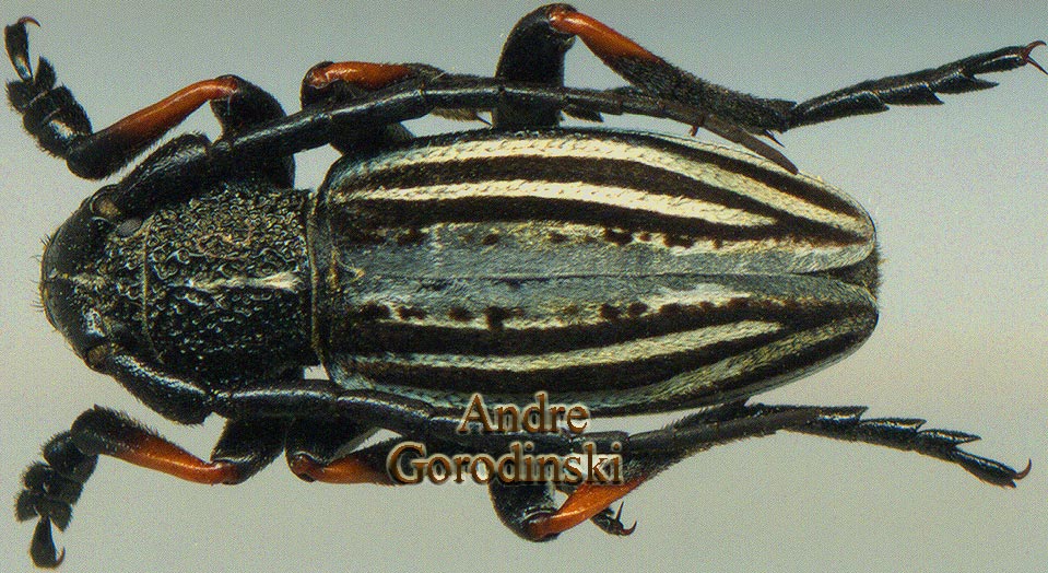 http://www.gorodinski.ru/cerambyx/Dorcadion rufogenum.jpg